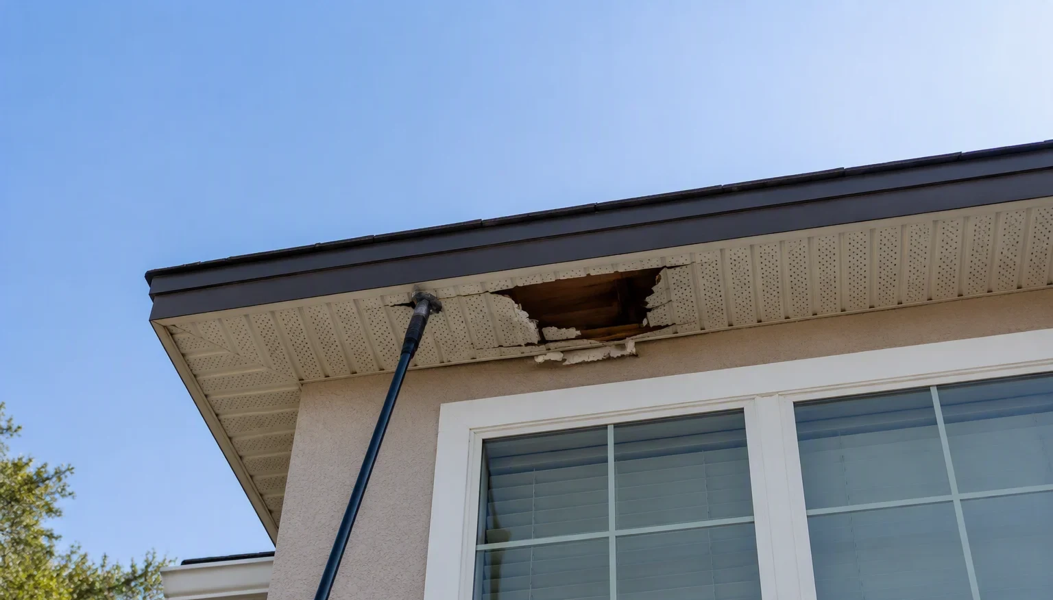 There's a Raccoon in My Attic — What Do I Do?